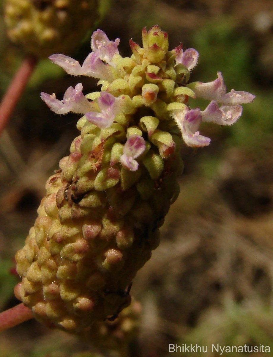 Coleus strobilifer (Roxb.) A.J.Paton